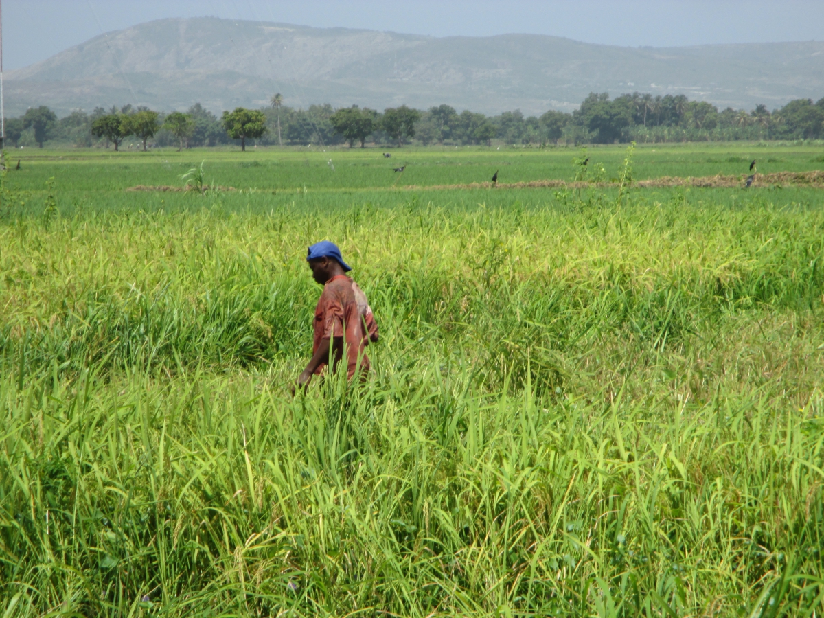 Terreni per la produzione di riso acquistabile attraverso i voucher.