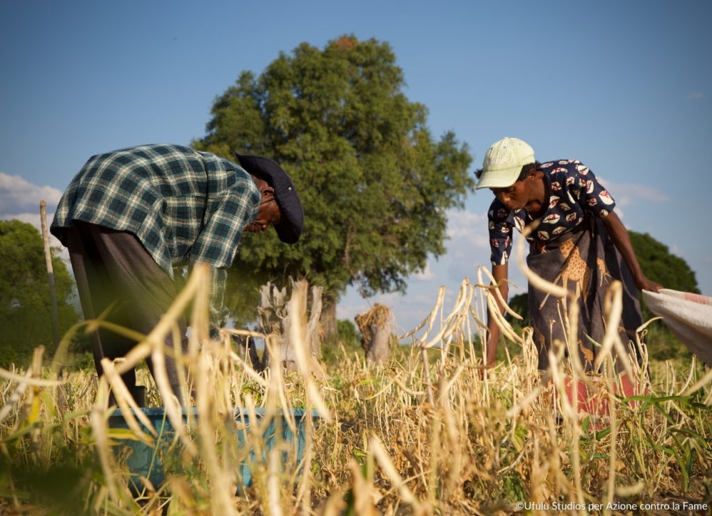 Agricoltura di legumi in Zambia