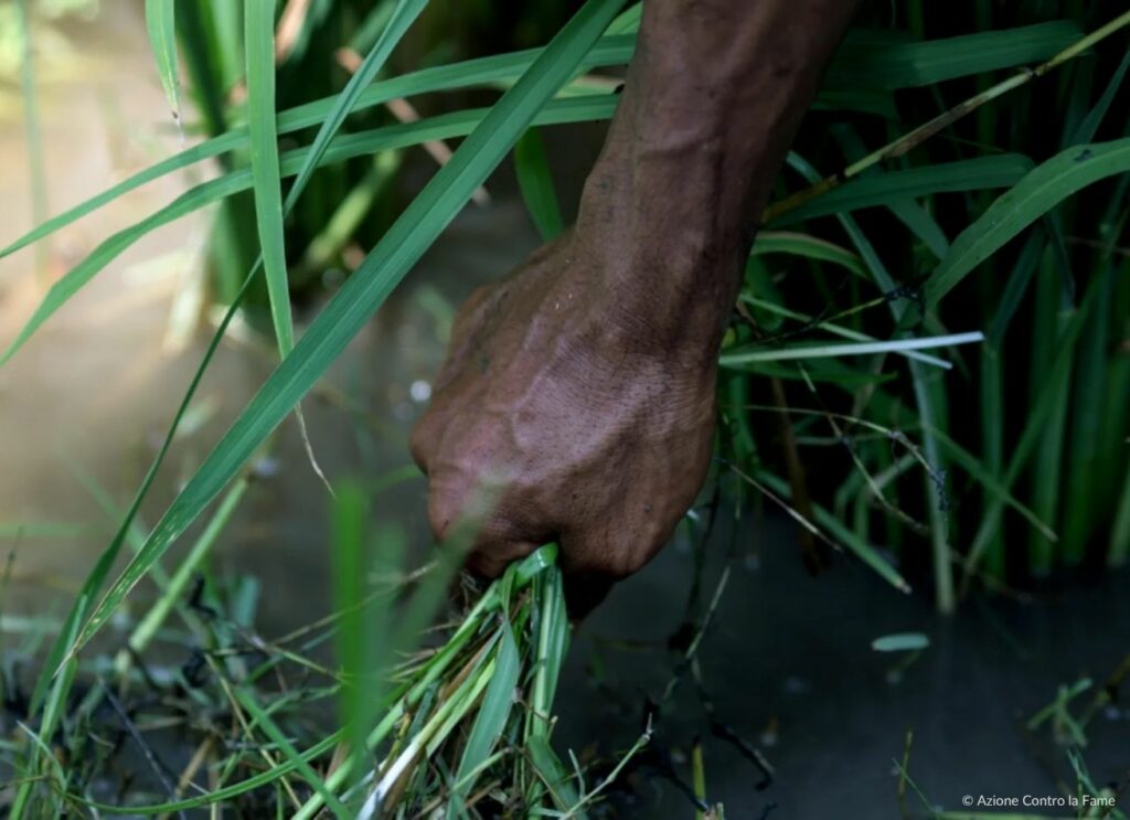 Siccità Pakistan deforestazione